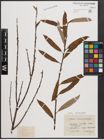Foto von Salix cinerea L. x Salix viminalis L.